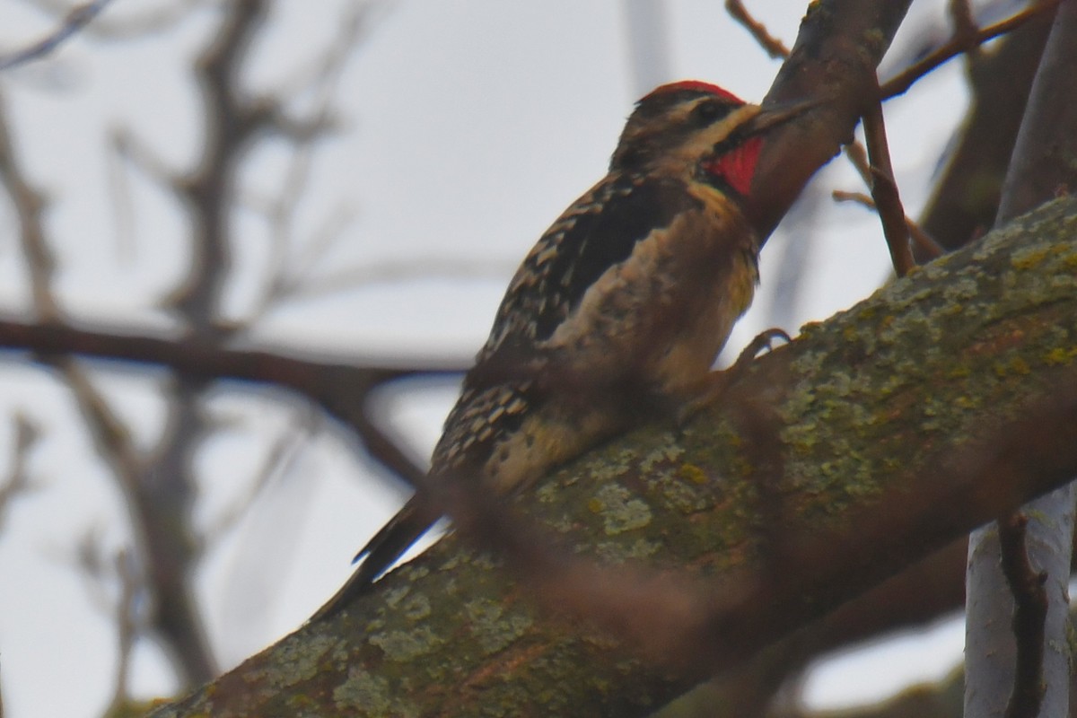 Дятел-смоктун жовточеревий - ML647511252