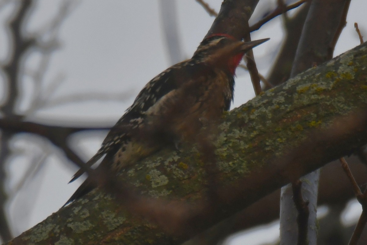 Дятел-смоктун жовточеревий - ML647511253