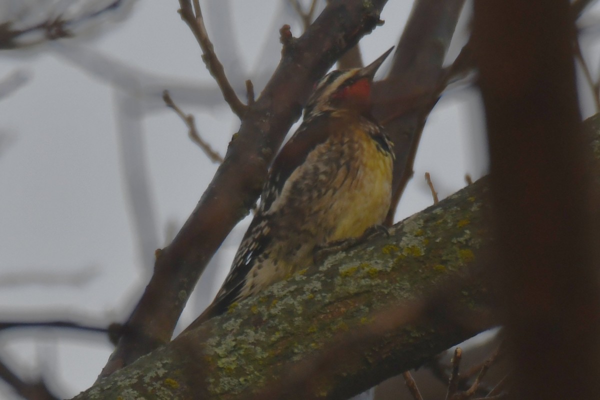 Дятел-смоктун жовточеревий - ML647511254