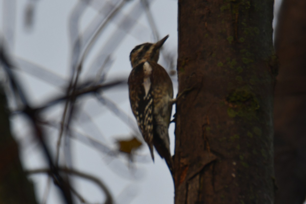 Дятел-смоктун жовточеревий - ML647511255