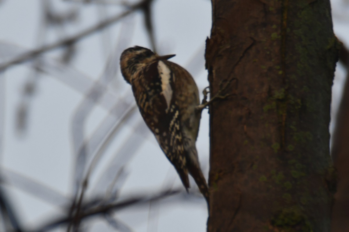 Дятел-смоктун жовточеревий - ML647511256