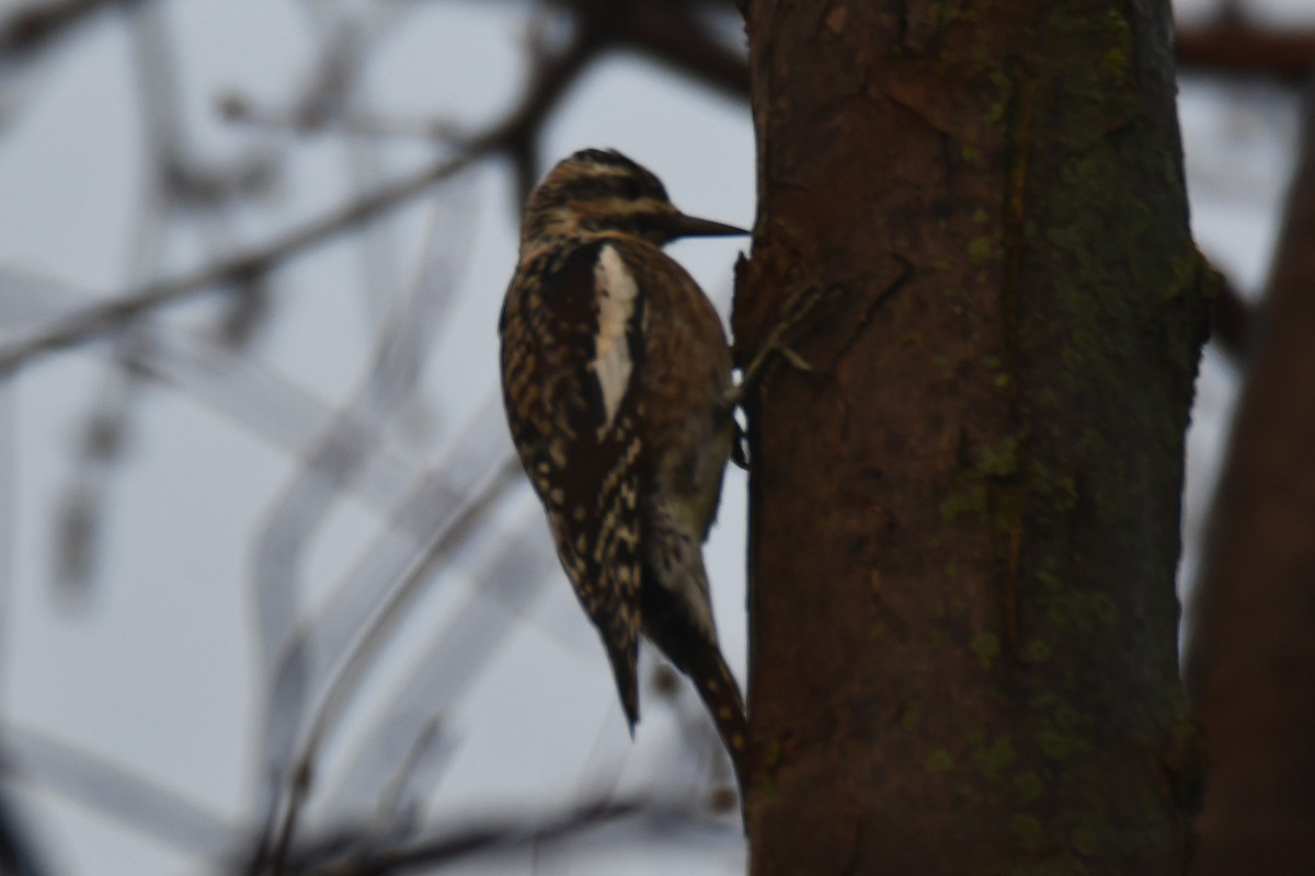 Дятел-смоктун жовточеревий - ML647511257