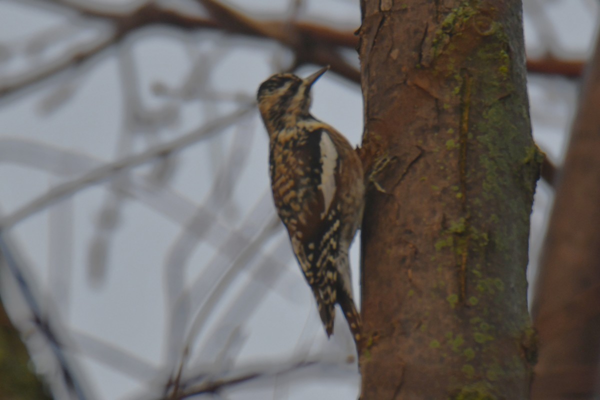 Дятел-смоктун жовточеревий - ML647511258