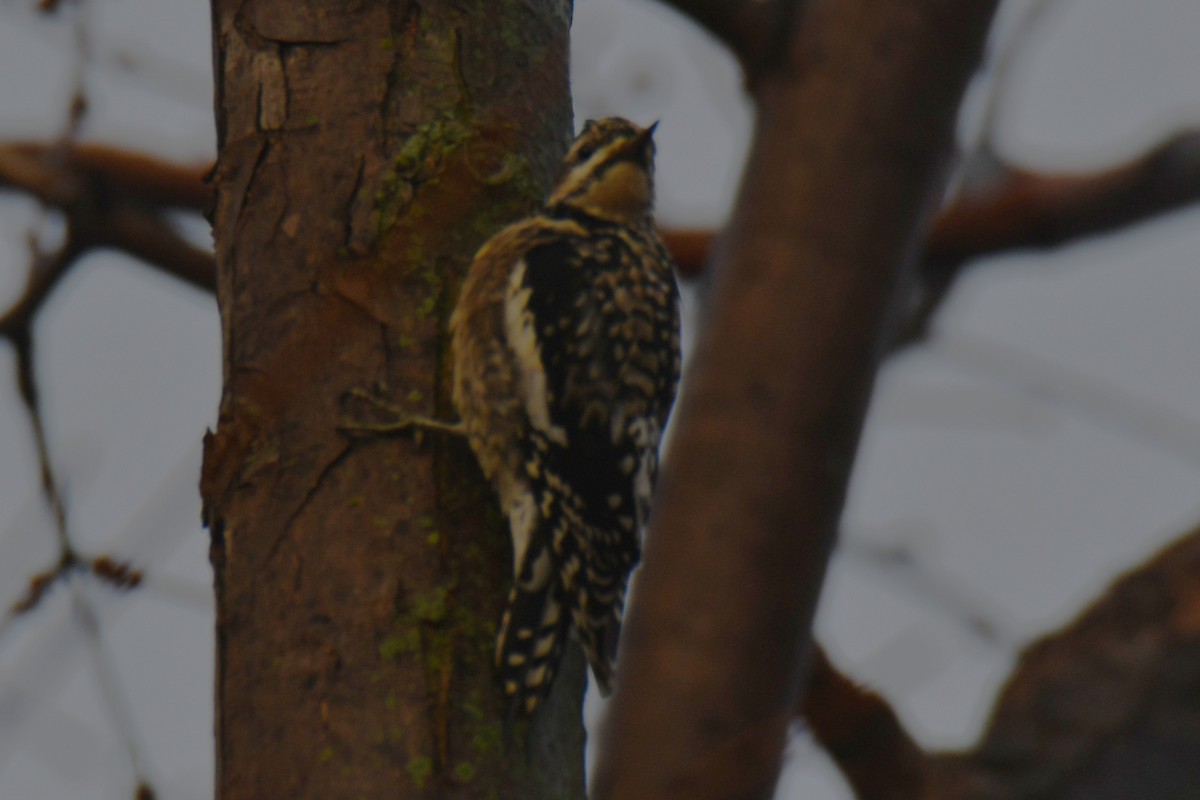 Дятел-смоктун жовточеревий - ML647511259