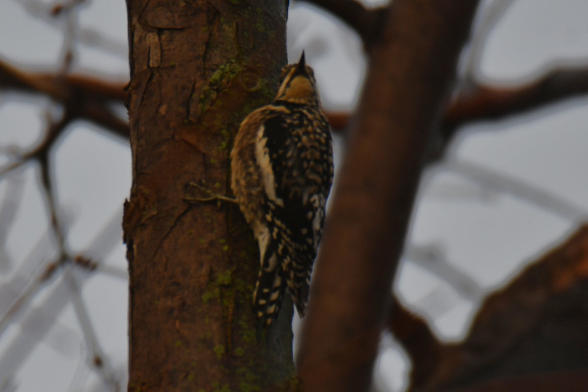 Дятел-смоктун жовточеревий - ML647511260