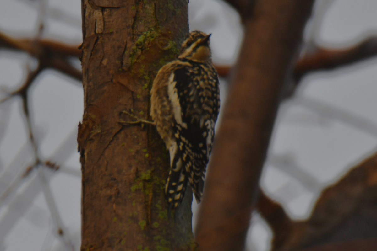 Дятел-смоктун жовточеревий - ML647511261