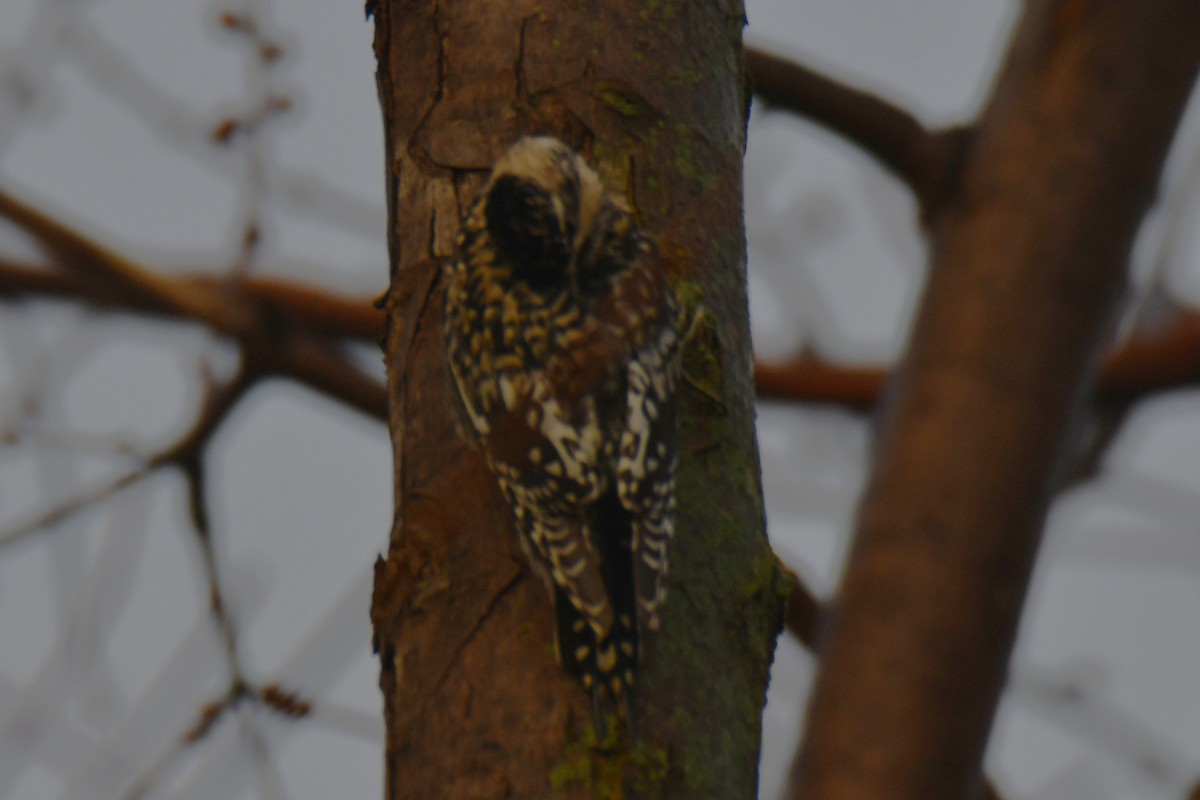 Дятел-смоктун жовточеревий - ML647511262