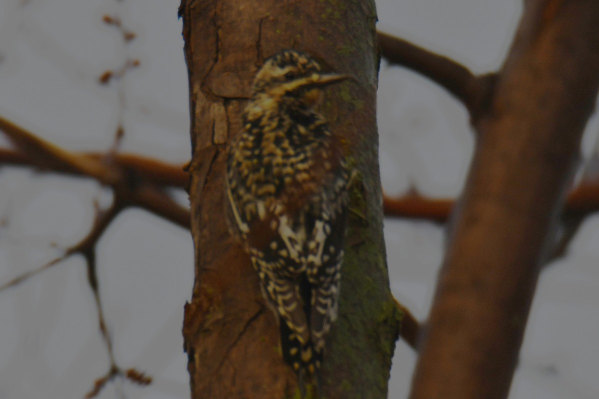 Дятел-смоктун жовточеревий - ML647511263