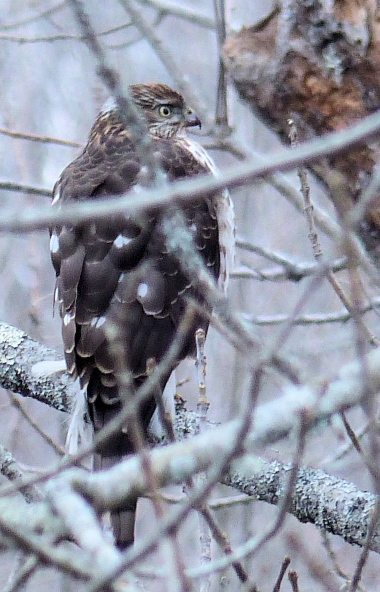 Яструб чорноголовий - ML647511265