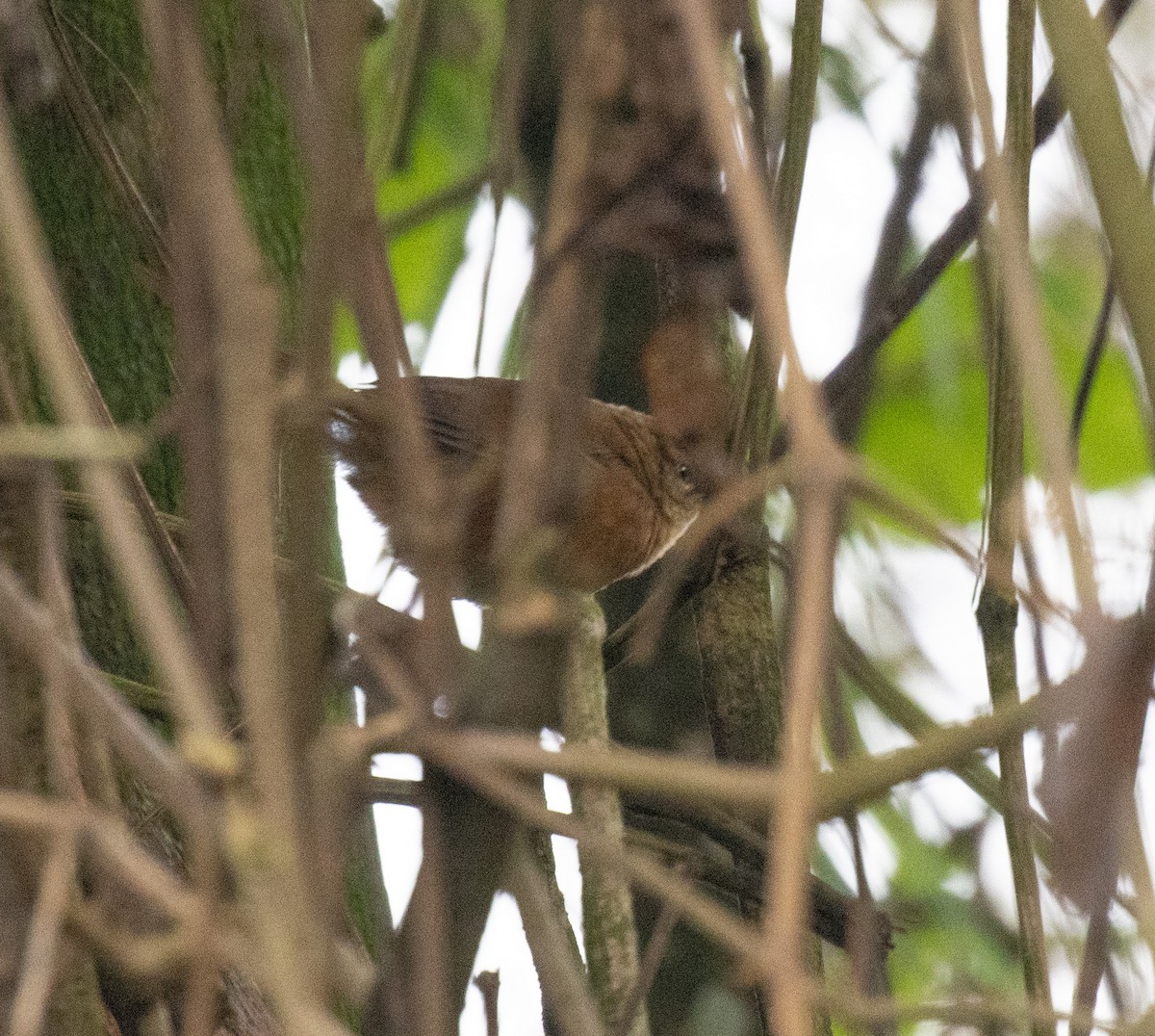 Куцокрил брунатний - ML647511266