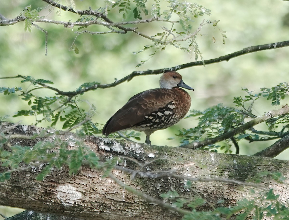 Свистач кубинський - ML647511267