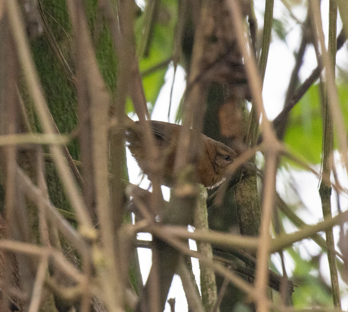 Куцокрил брунатний - ML647511269