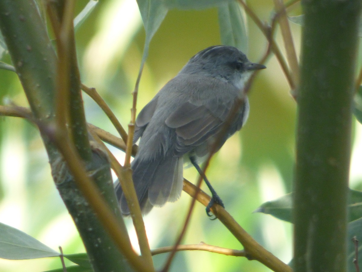 Тираник річковий - ML647511270