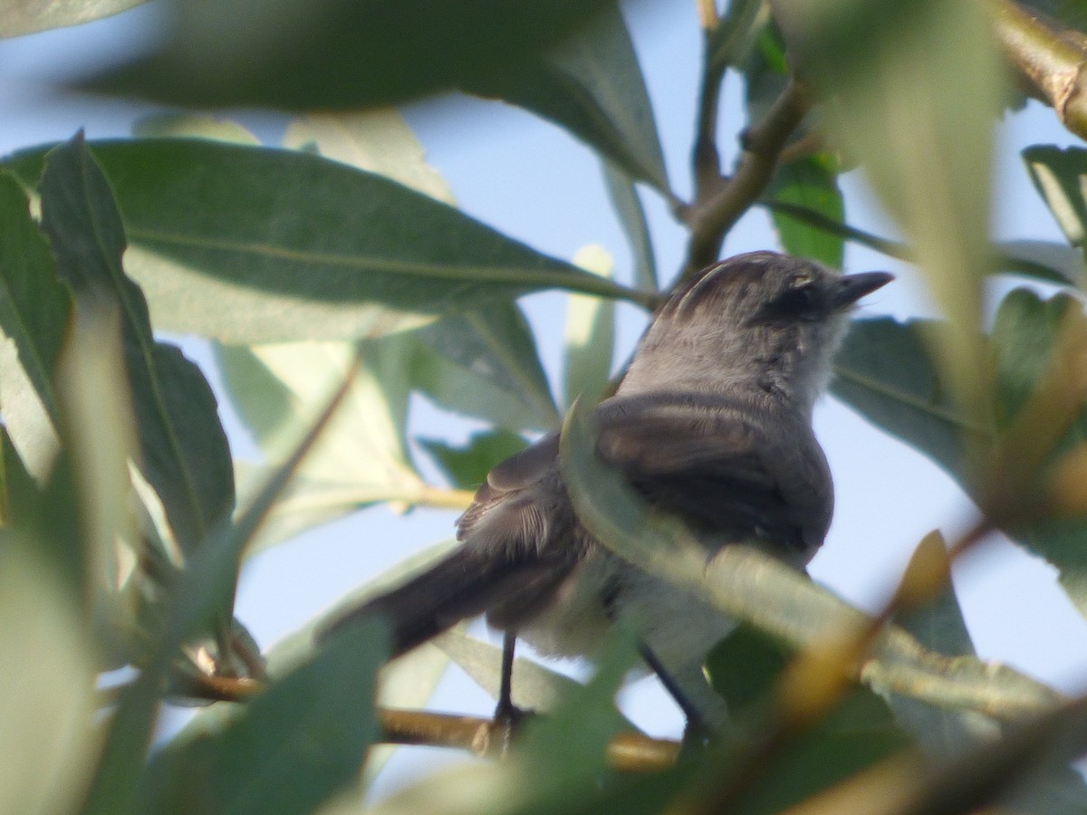 Тираник річковий - ML647511271