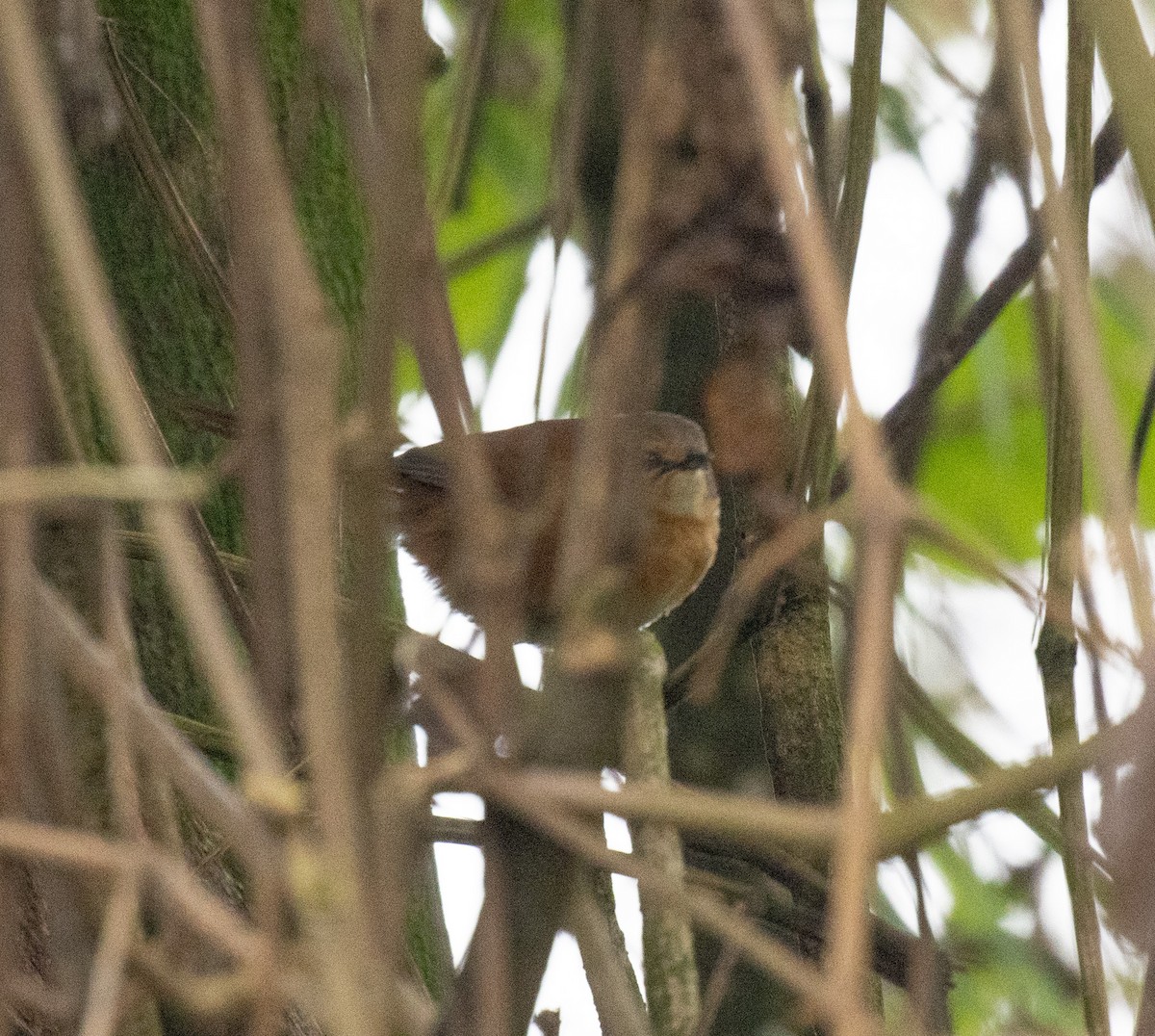 Куцокрил брунатний - ML647511272