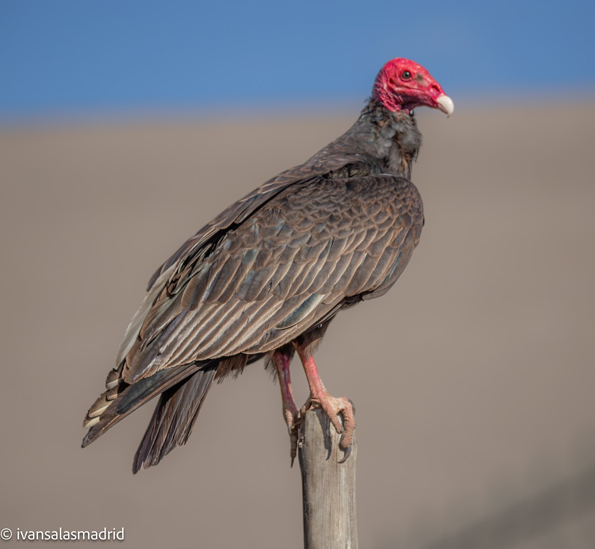 Turkey Vulture - ML647511274