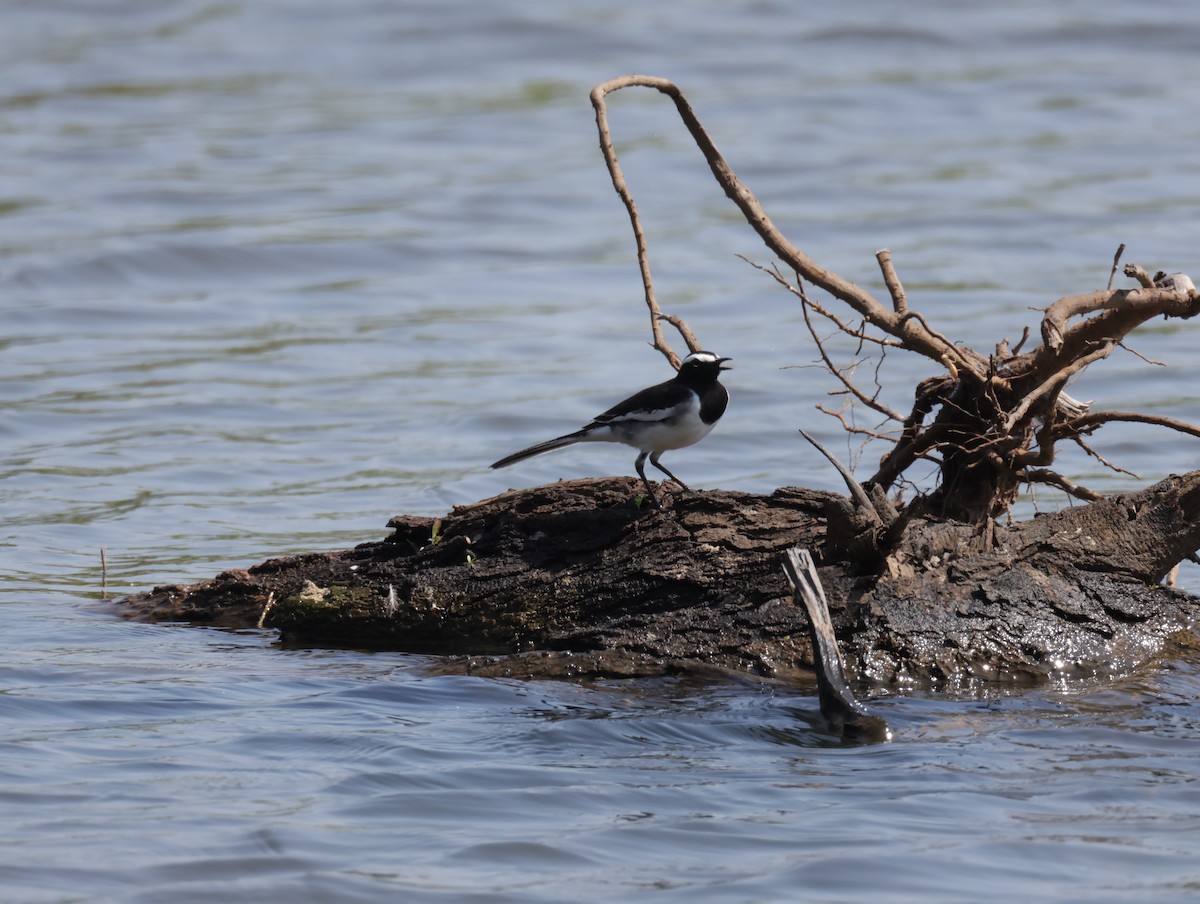 Weißbrauenstelze - ML647511280