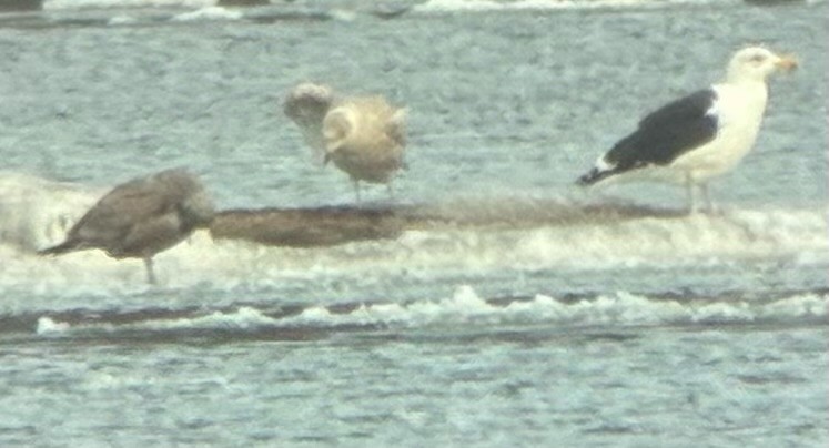 アイスランドカモメ - ML647511297