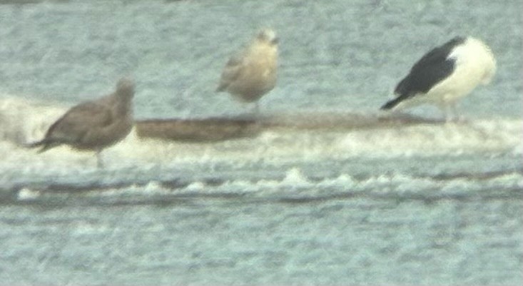 アイスランドカモメ - ML647511298