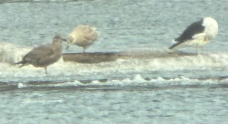 アイスランドカモメ - ML647511299