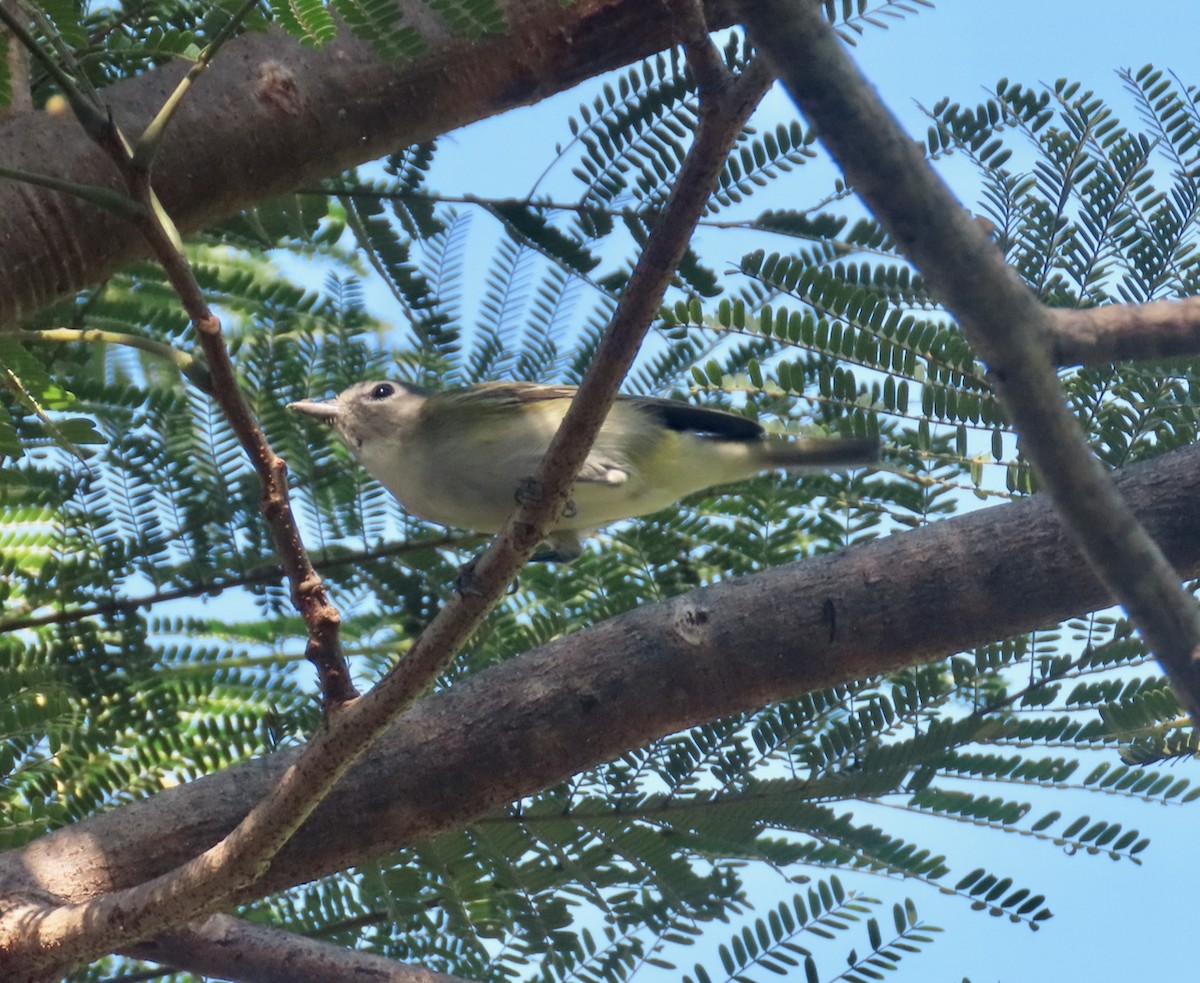 zelenáček brýlový - ML647511314