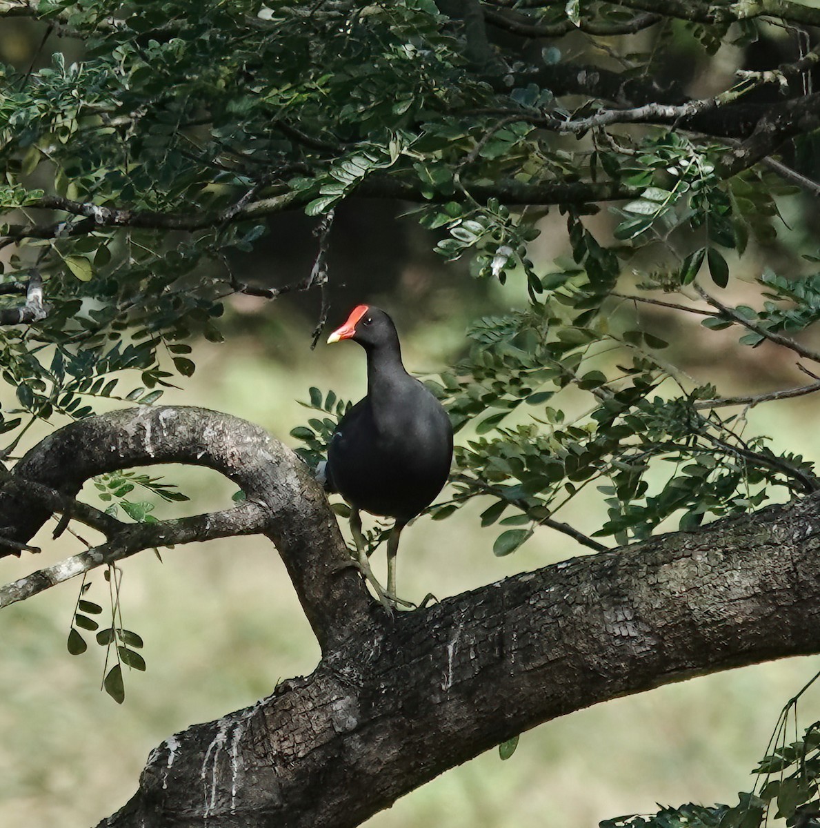 Курочка латиноамериканська - ML647511319