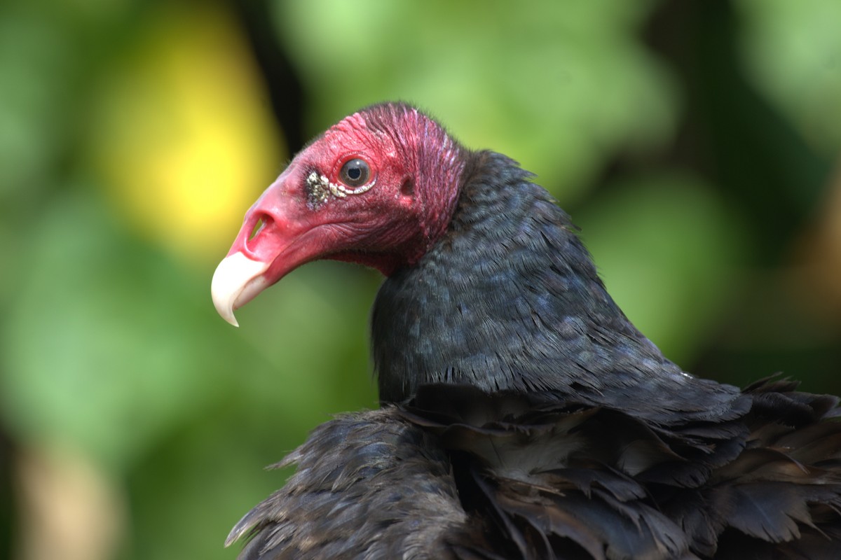 Turkey Vulture - ML647511320