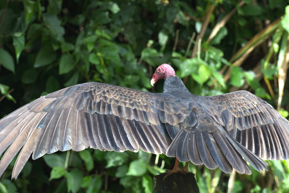 Turkey Vulture - ML647511321