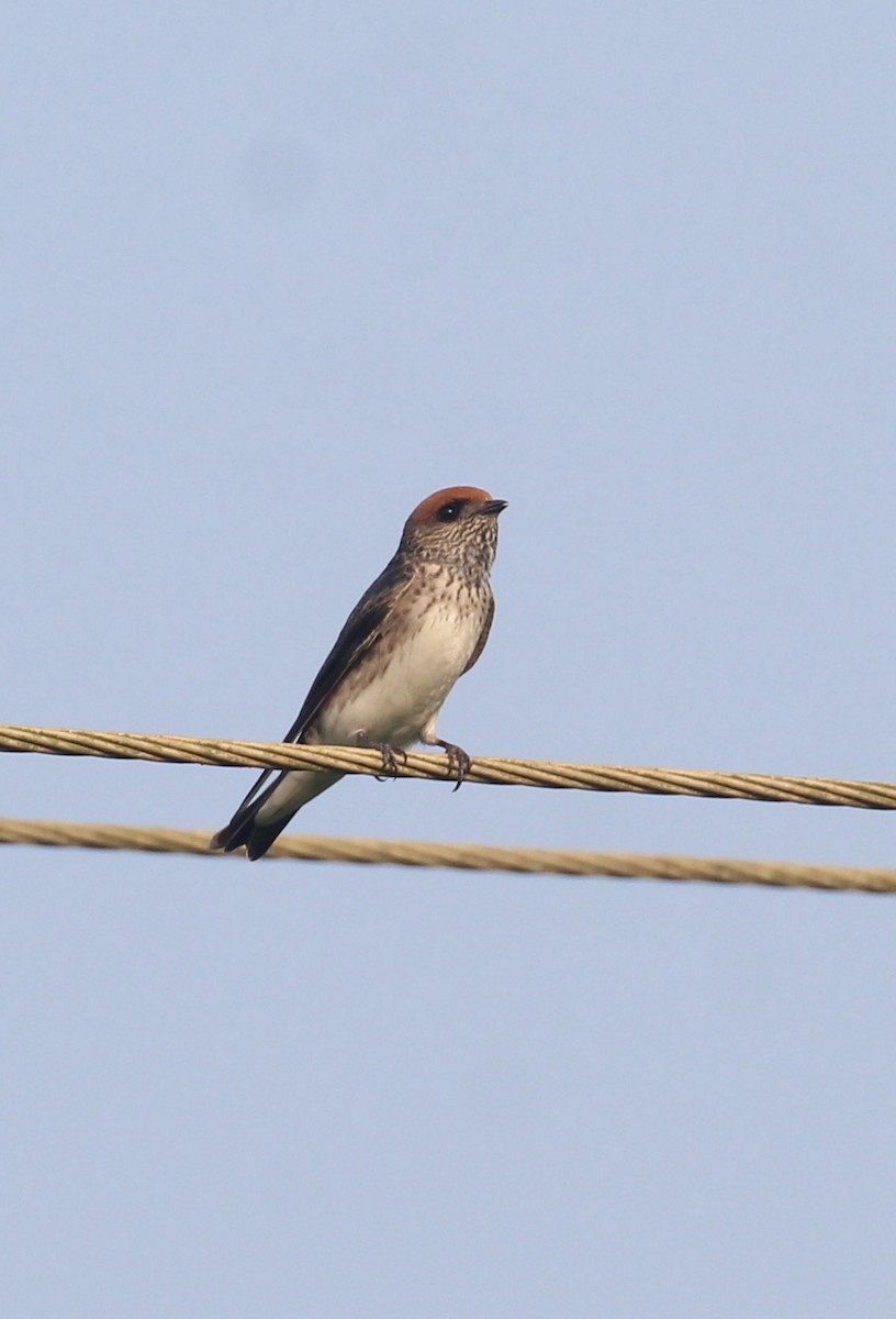 Streak-throated Swallow - ML647511322