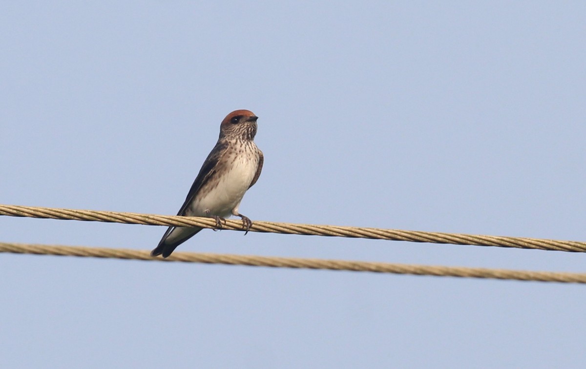 Streak-throated Swallow - ML647511323