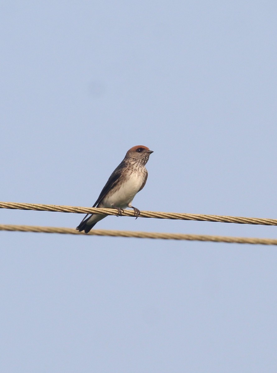 Streak-throated Swallow - ML647511324