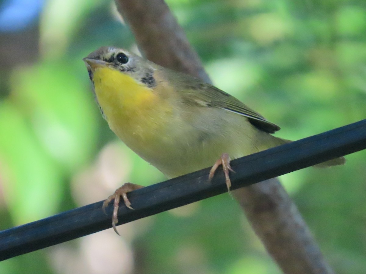 Common Yellowthroat - ML647511326