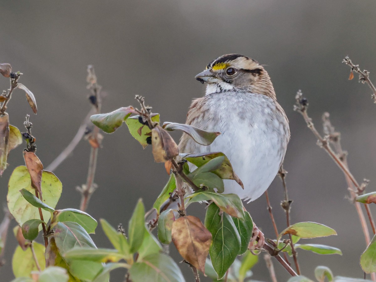 White-throated Sparrow - ML647511328