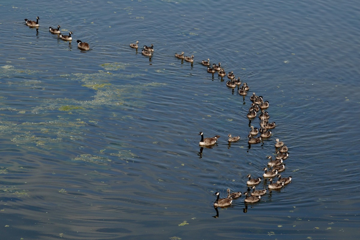 Canada Goose - ML647511329