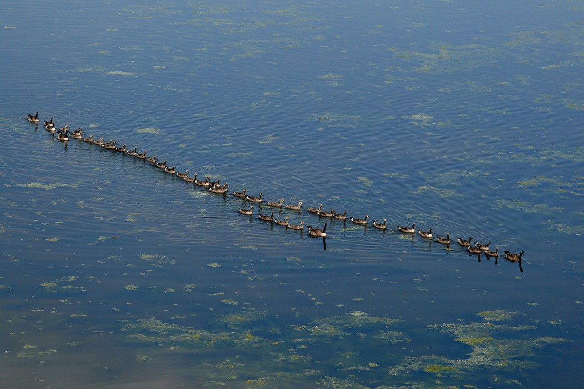 Canada Goose - ML647511330