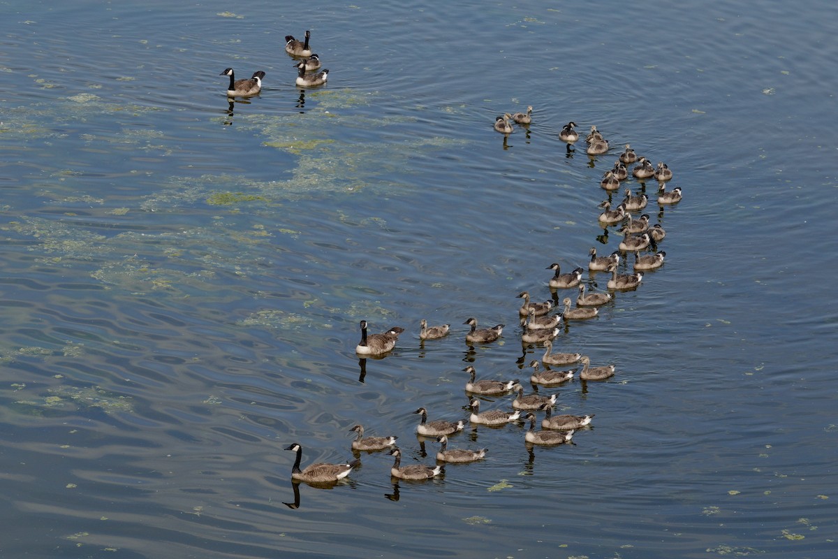 Canada Goose - ML647511337
