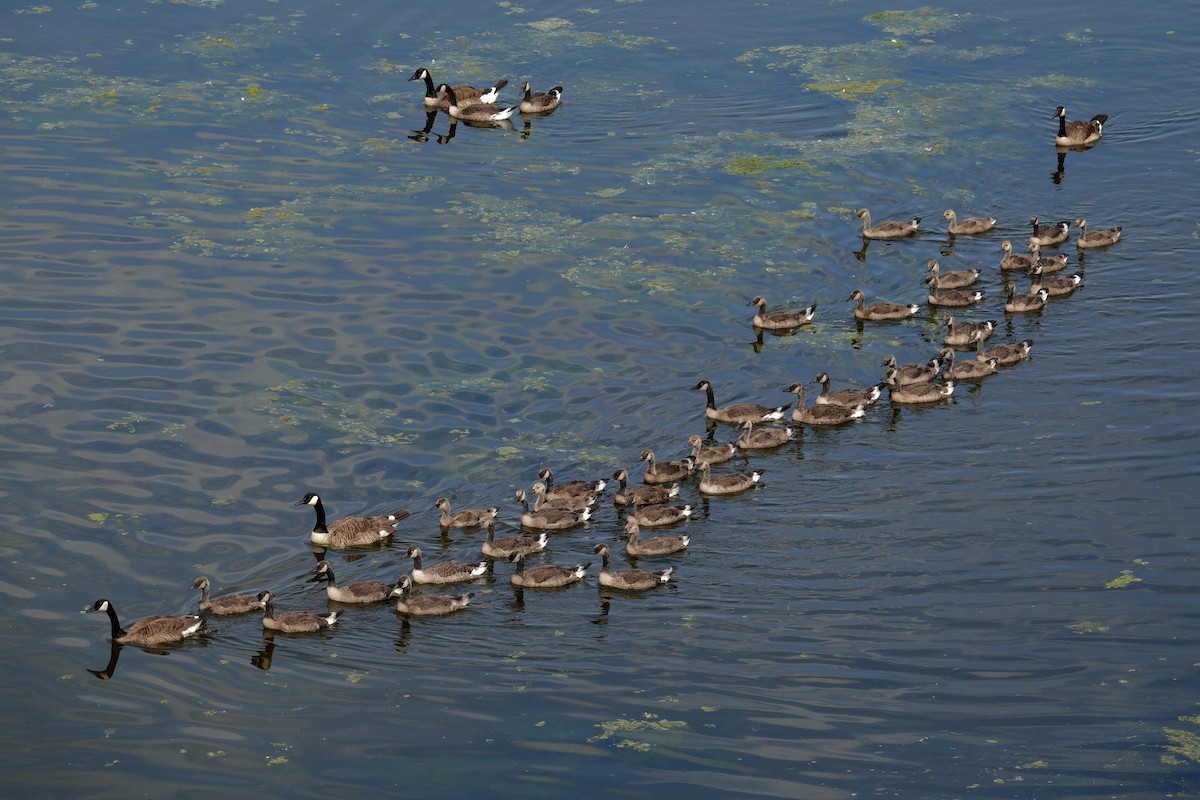 Canada Goose - ML647511338