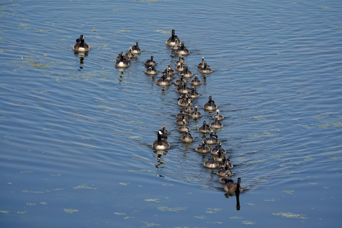 Canada Goose - ML647511339