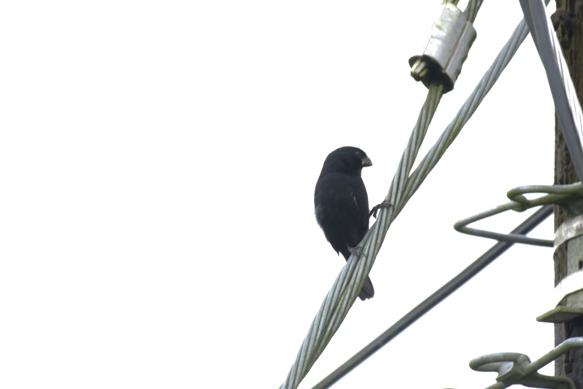 Blue-black Grassquit - ML647511340