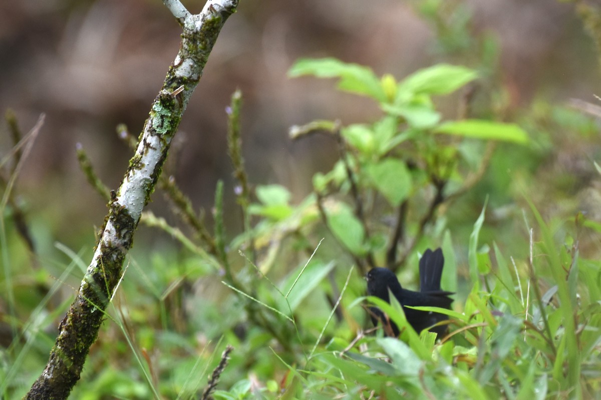 Blue-black Grassquit - ML647511341