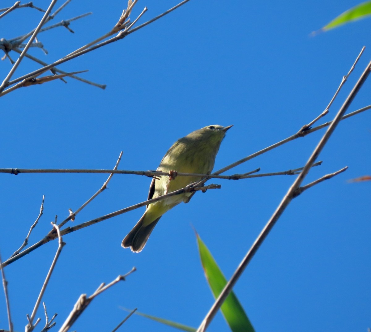 Pine Warbler - ML647511343