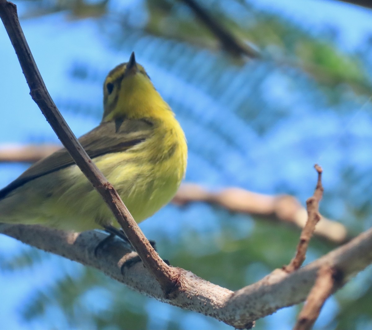 Prairie Warbler - ML647511344