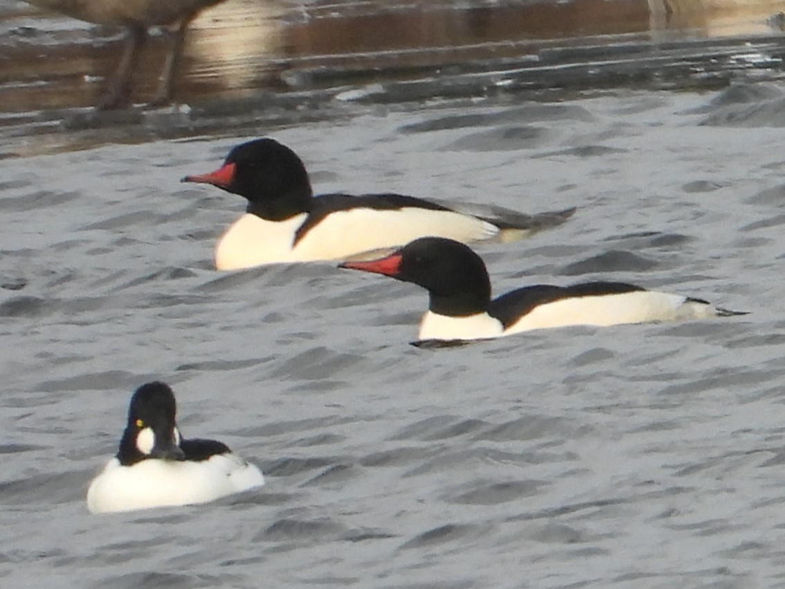 Common Merganser - ML647511345