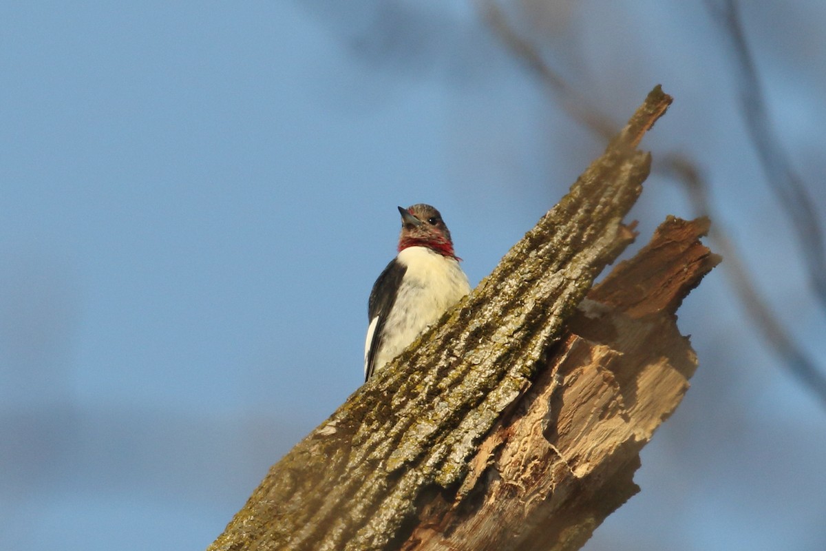 Red-headed Woodpecker - ML647511346