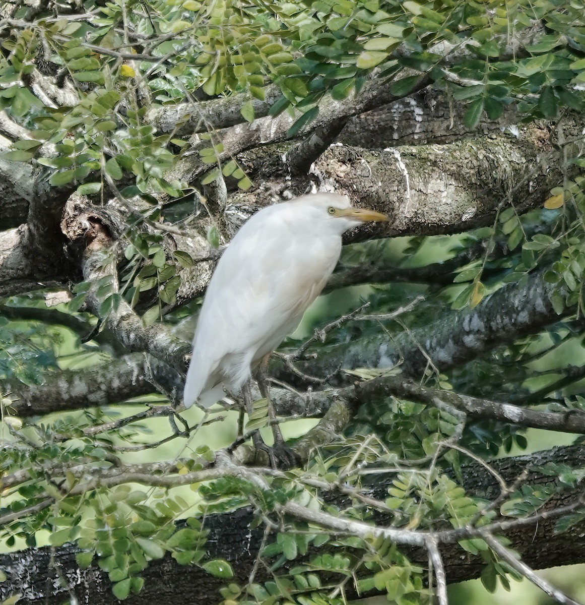 Western Cattle-Egret - ML647511347