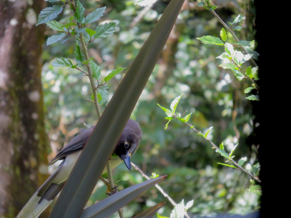 Brown Jay - ML647511348