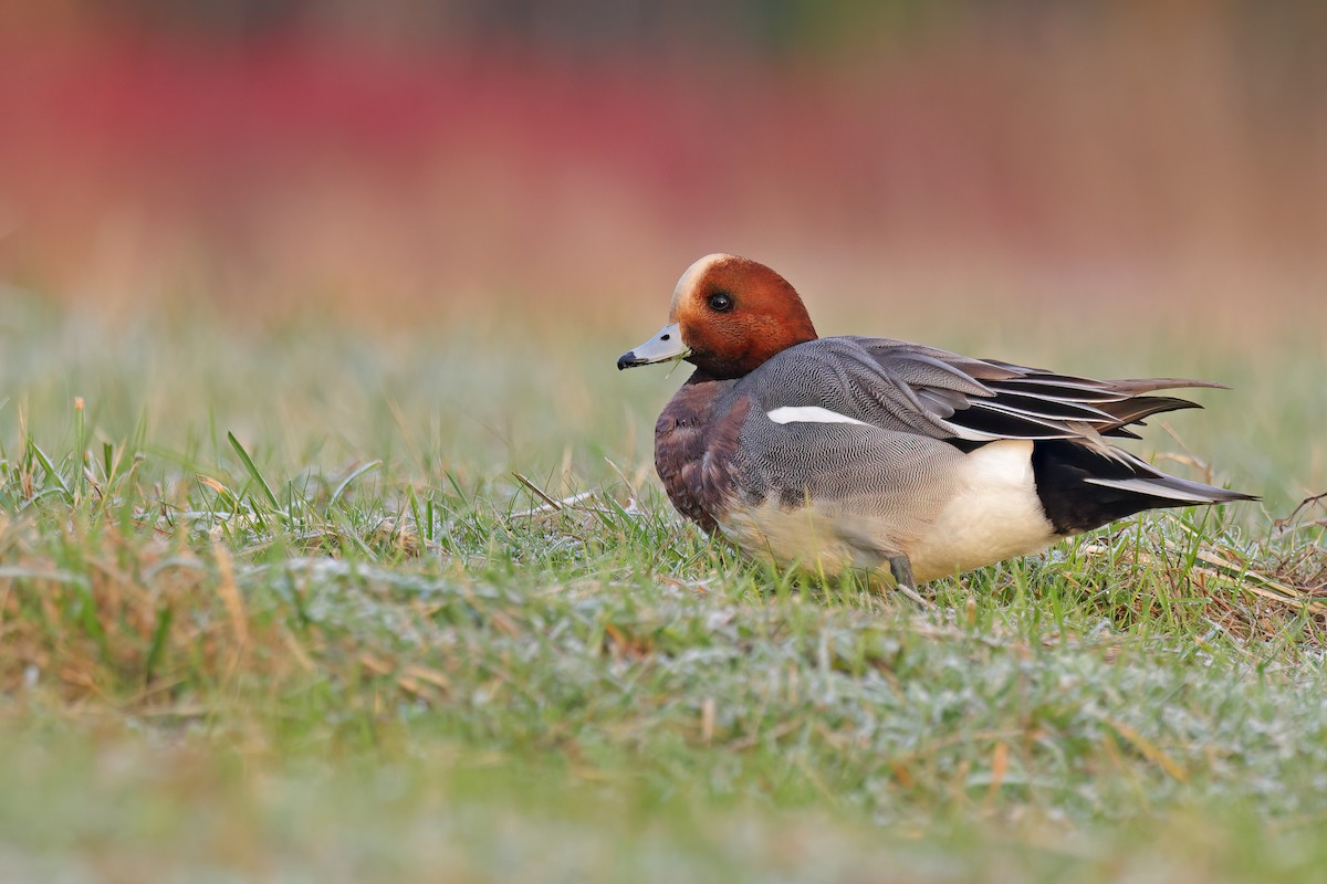 Eurasian Wigeon - ML647511350