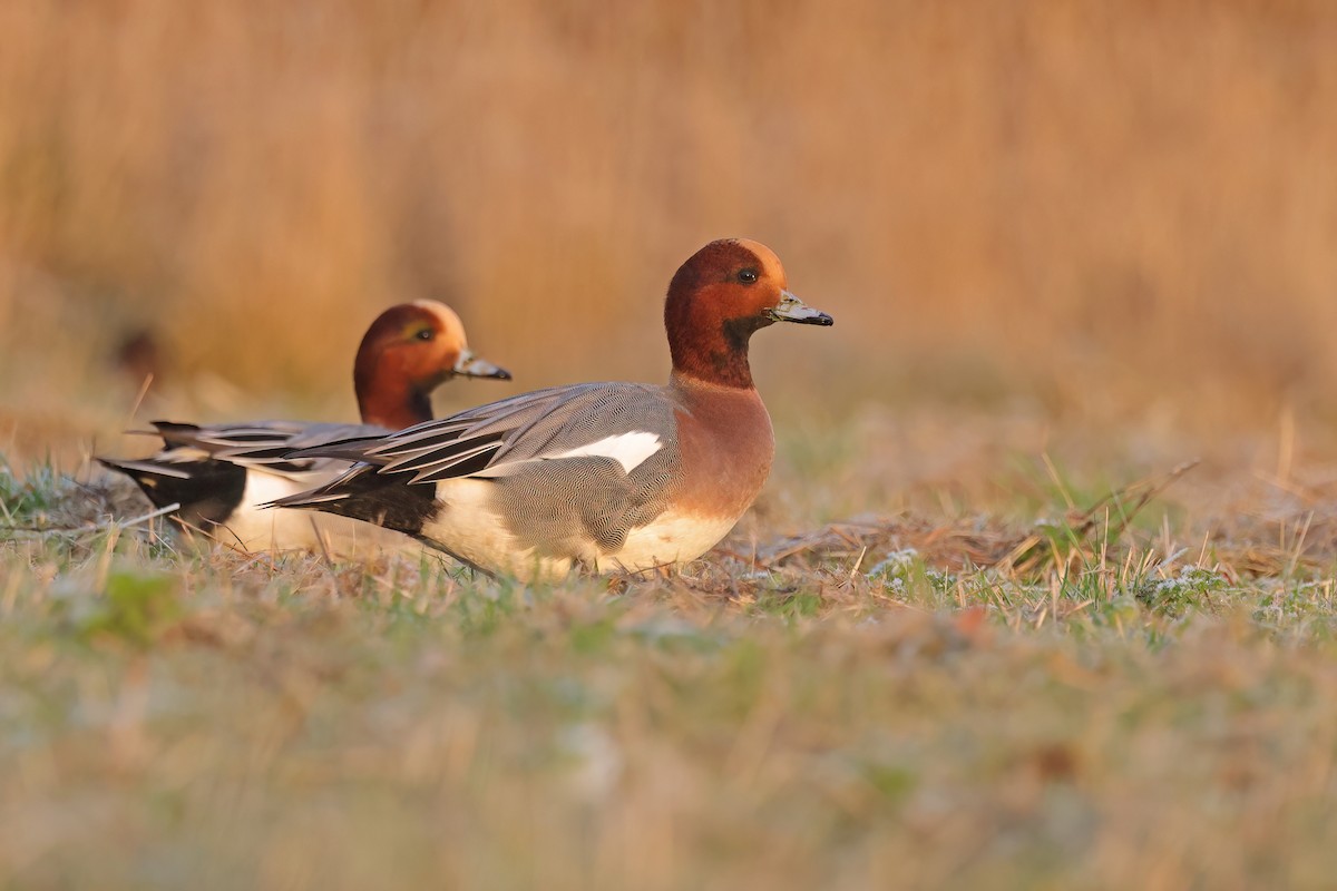 Eurasian Wigeon - ML647511351