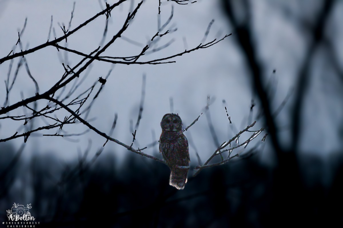 Barred Owl - ML647511352