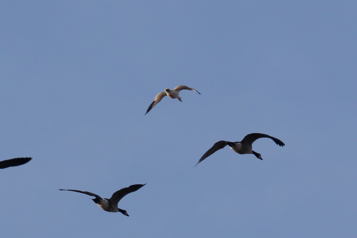 Snow Goose - ML647511353